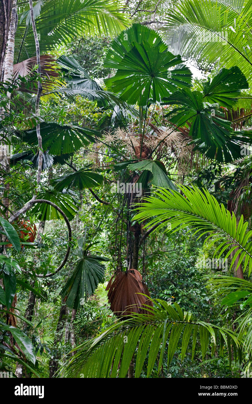 Australien, Queensland. Die schöne und sehr abwechslungsreiche Daintree Rainforest, Weltkulturerbe, umfasst 1.200 Kilometer. Stockfoto