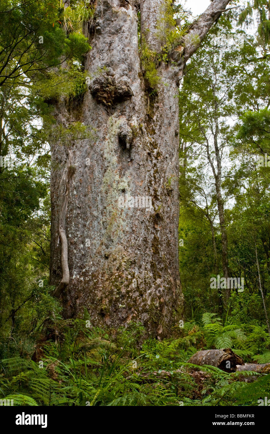 Te Matua Ngahere Waipoua Kauri Forest Nordinsel Neuseeland Stockfoto