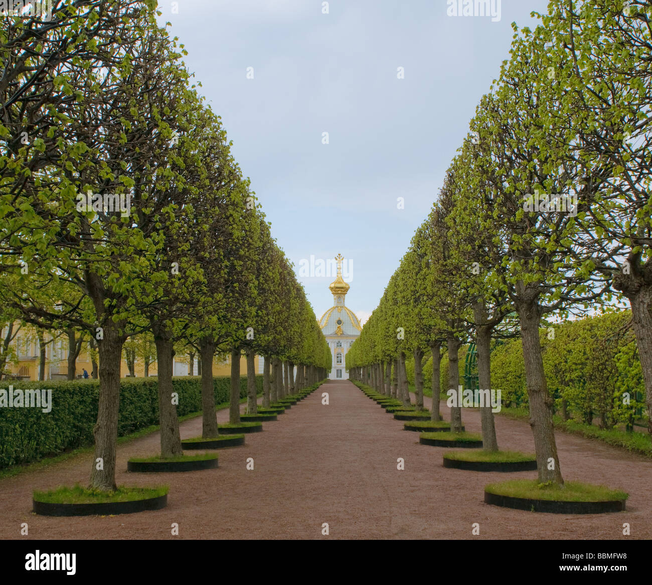 Gasse Leadind zum Grand Palace Petergof Russland Stockfoto