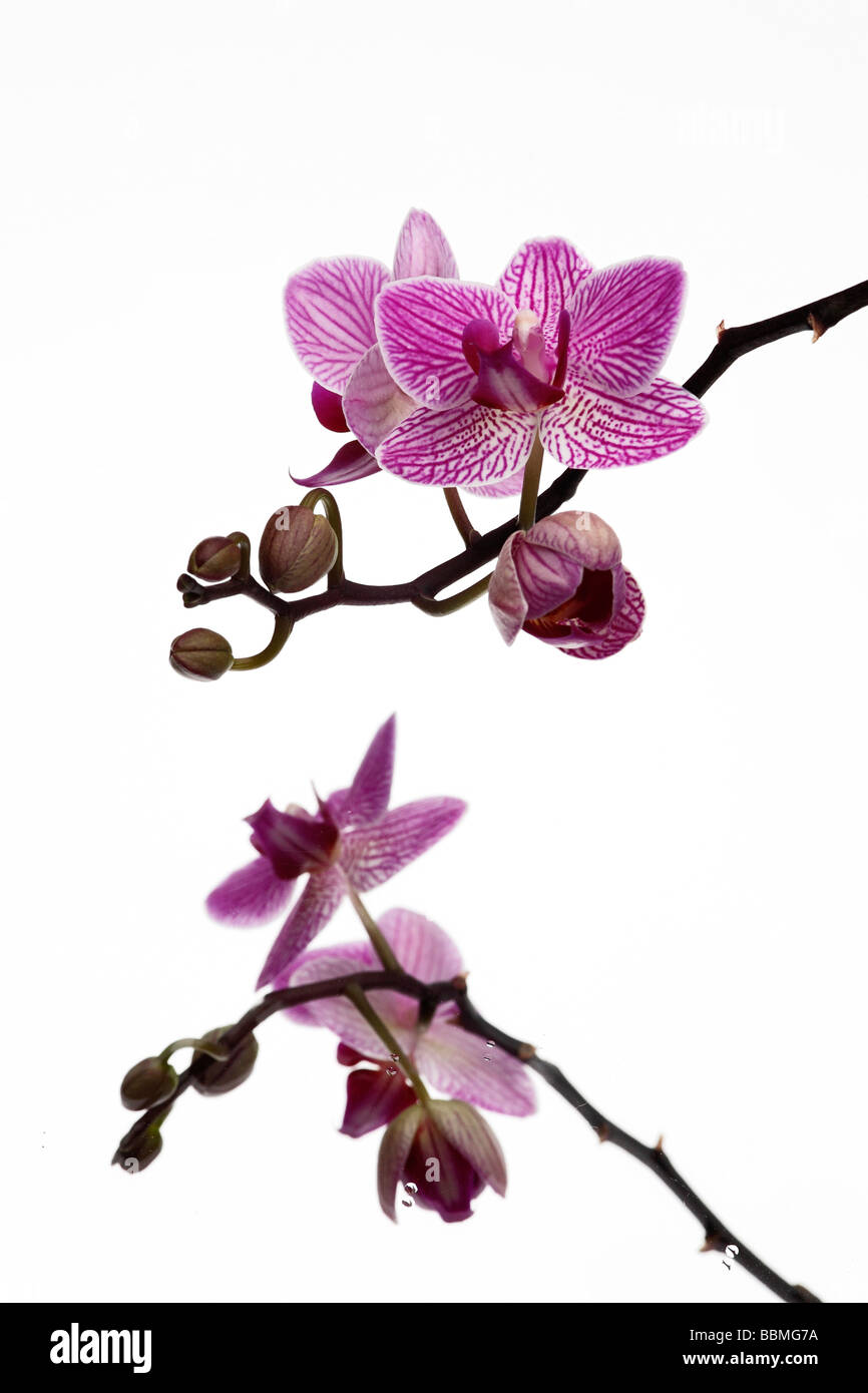 Nachtfalter-Orchidee (Phalaenopsis) Stockfoto