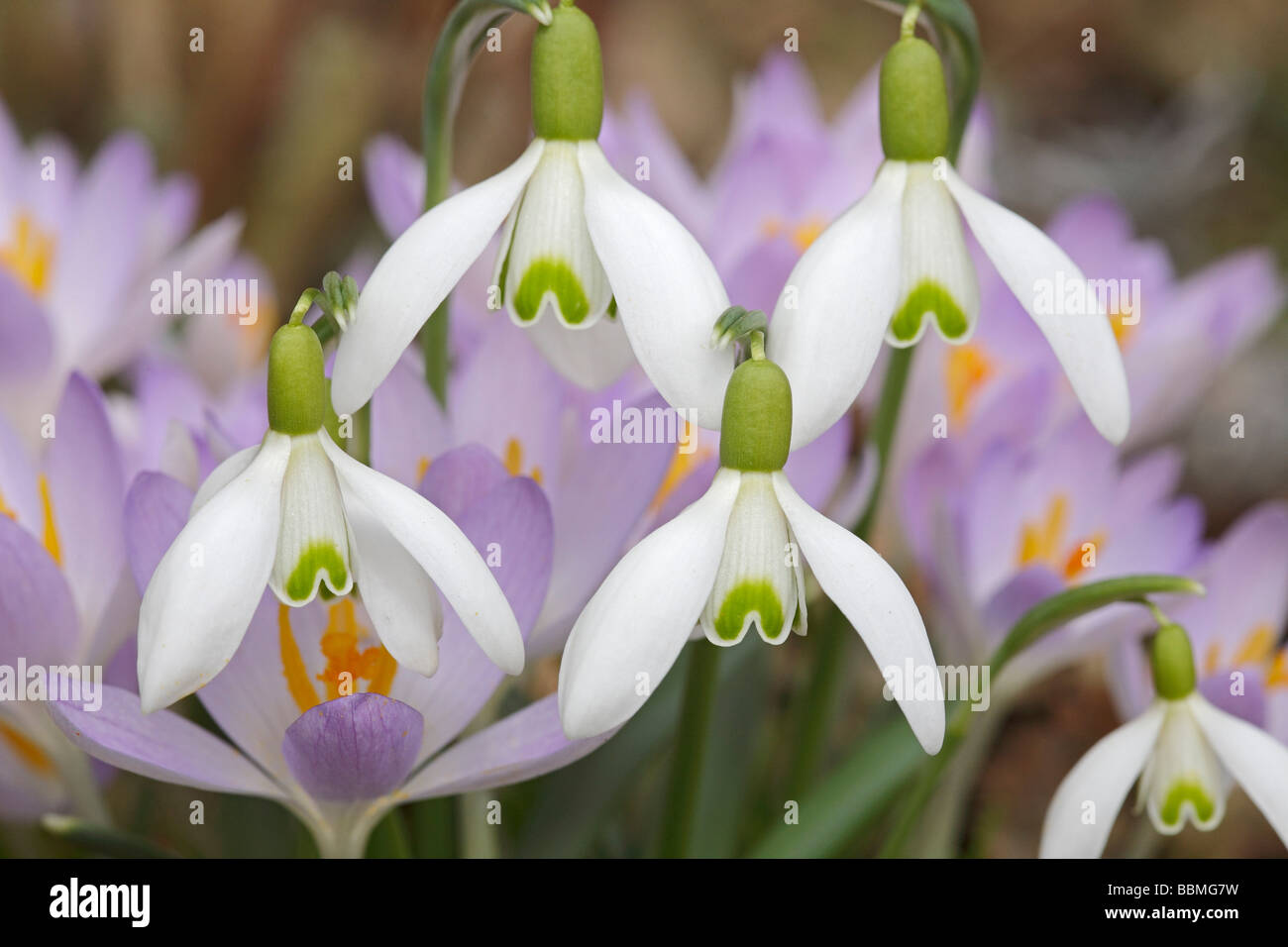 Frühlings-Krokus (Crocus Vernus) Stockfoto