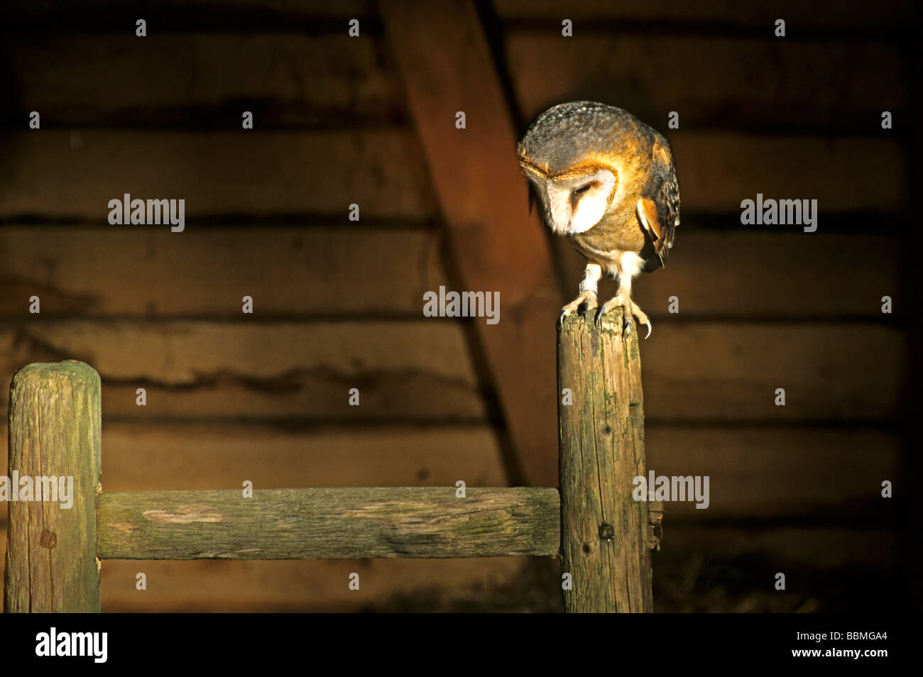 Schleiereule (Tyto Alba), die gerade einer Maus sitzen auf einer Leiter in einer Scheune Stockfoto