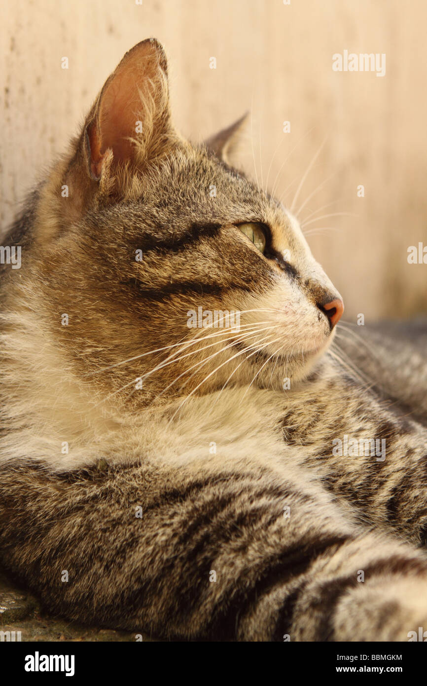 Urban Street Tabby Katze in Istanbul Türkei Stockfoto