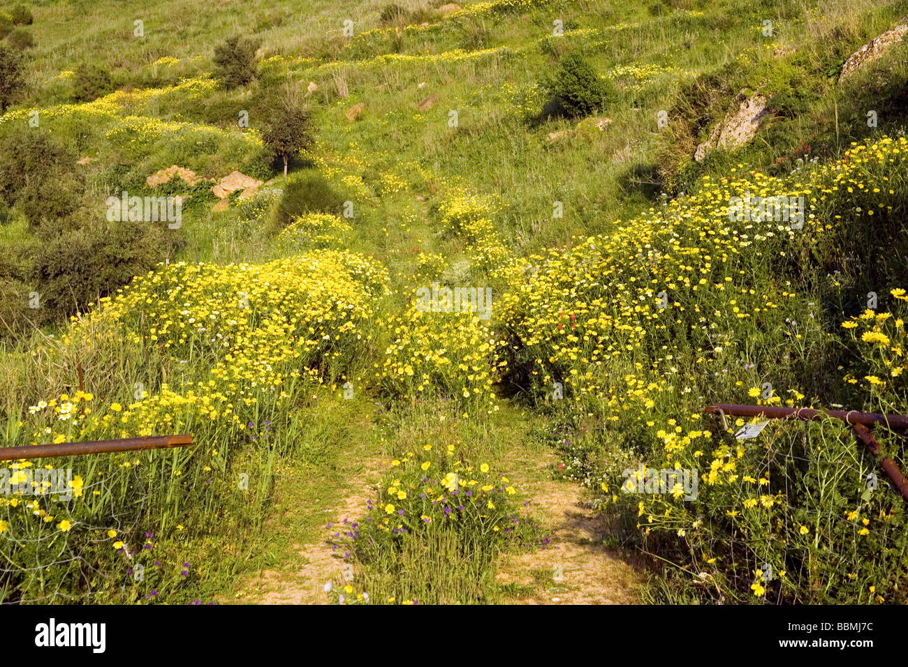 grüne Felder gelben Blumen Farmen Landwirtschaft Agrigento Provinz Sizilien Italien Stockfoto