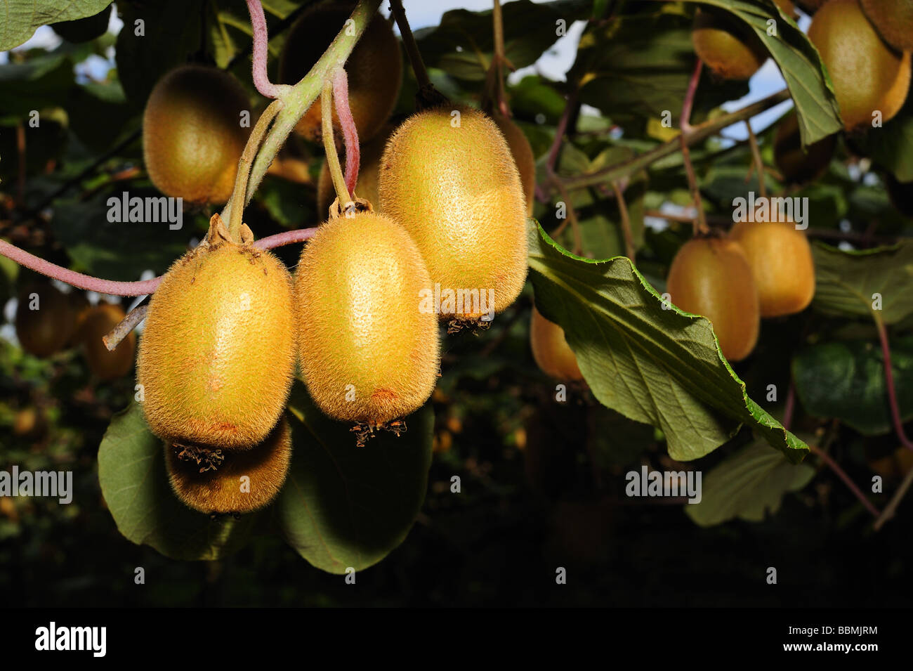 Nahaufnahme von Reife Kiwis (Schnitt Deliciosa). Platz für Text in den Schatten unten rechts. Stockfoto