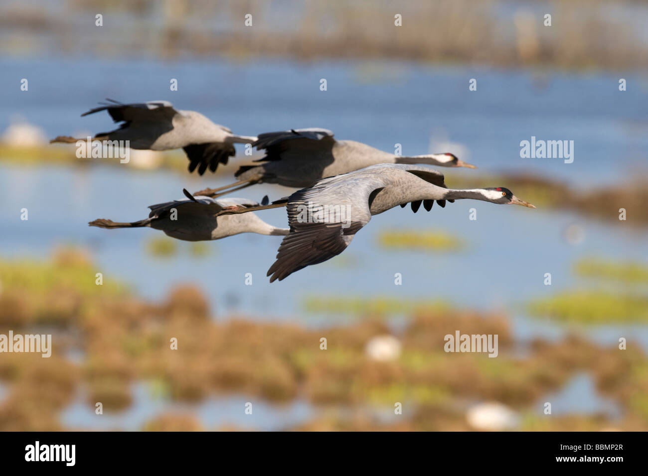 Kraniche (Grus Grus) überfliegen Hornborgasee, Vaestergoetland, Schweden, Skandinavien, Europa Stockfoto