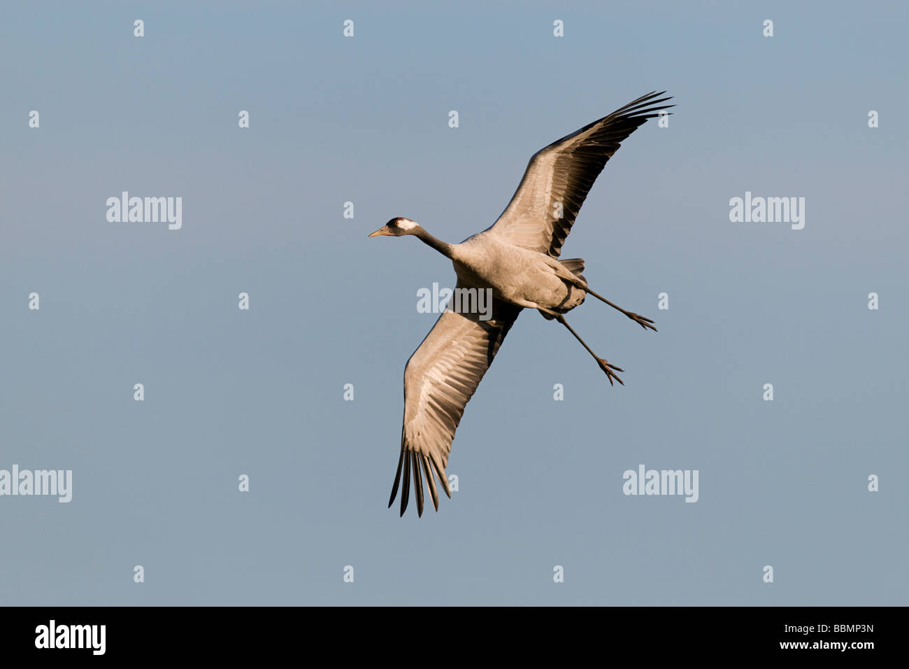 Kraniche (Grus Grus) überfliegen Hornborgasee, Vaestergoetland, Schweden, Skandinavien, Europa Stockfoto