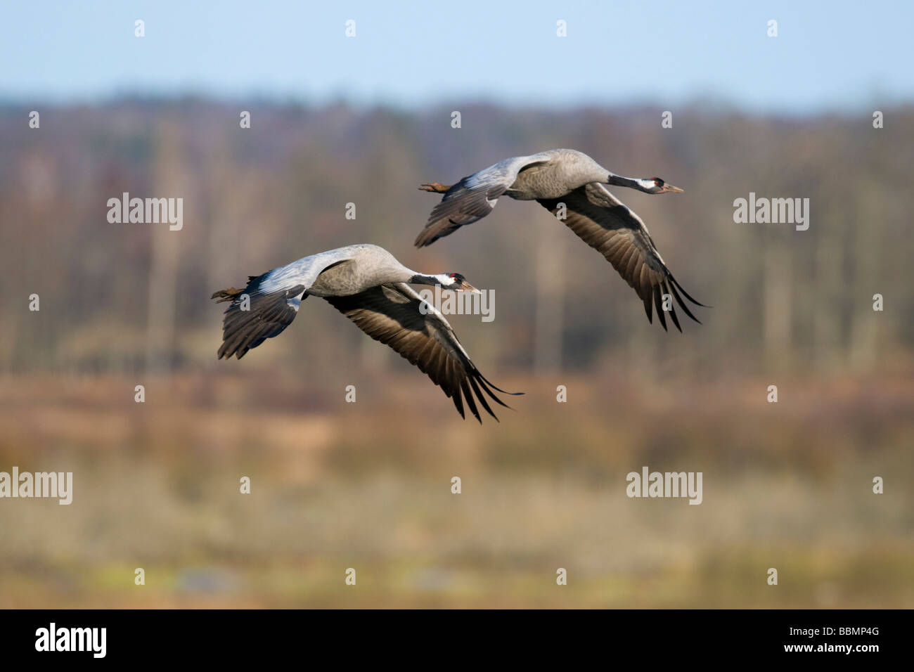 Kraniche (Grus Grus) fliegen zu zweit auf dem Lande Hornborgasee, Vaestergoetland, Schweden, Skandinavien, Europa Stockfoto