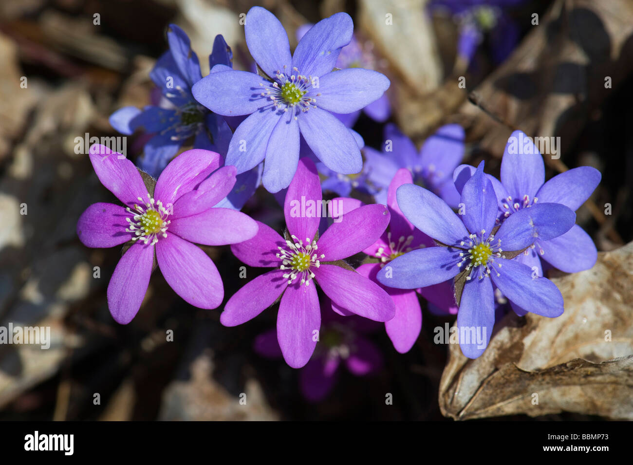 Abel (Hepatica Nobilis), Hornborgasee, Vaestergoetland, Schweden, Skandinavien, Europa Stockfoto