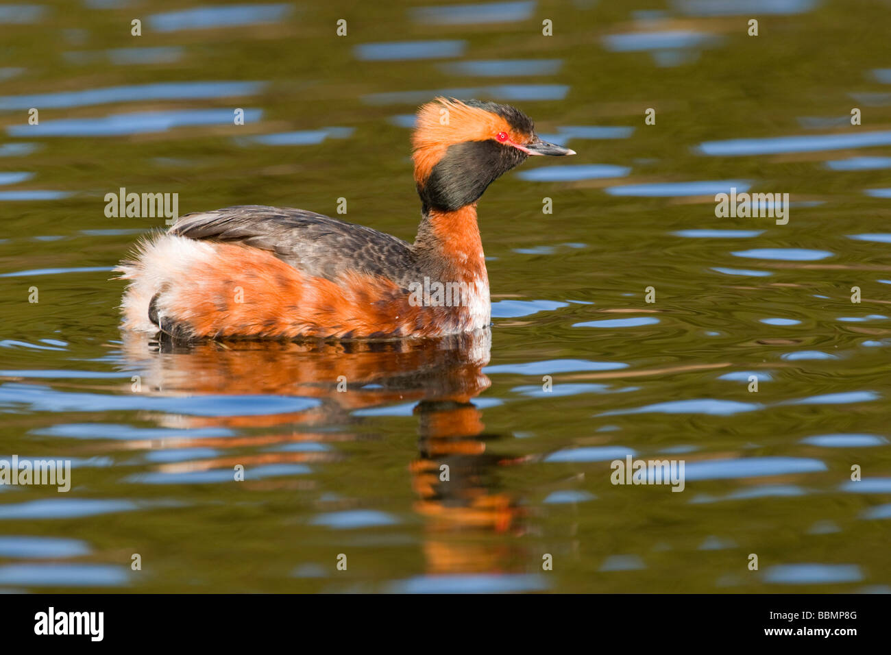 Slawonische Haubentaucher (Podiceps Auritus) schwimmen in einem Sumpf-See, Vaestergoetland, Schweden, Skandinavien, Europa Stockfoto