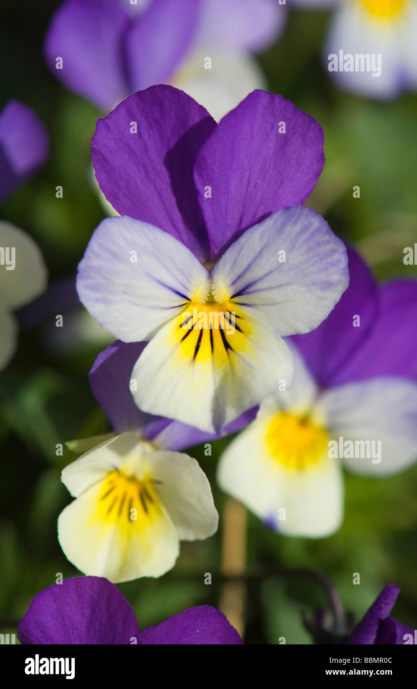 Stiefmütterchen (Viola Tricolor), Blüten, Vaestergoetland, Schweden, Skandinavien, Europa Stockfoto