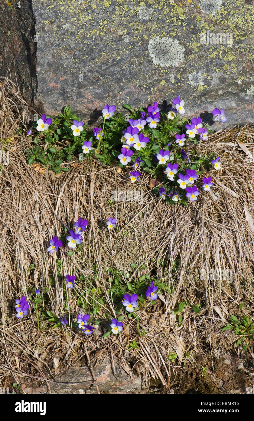 Stiefmütterchen (Viola Tricolor), Blüten an einer Grenze Grat, Vaestergoetland, Schweden, Skandinavien, Europa Stockfoto