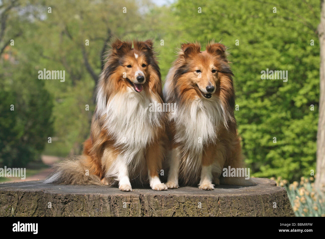 2 Shetland Sheepdogs, Sheltie, sitzen nebeneinander auf einem Baumstumpf Stockfoto