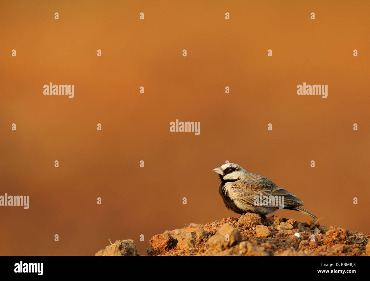Ashy gekrönt Sparrow Lerche Eremopterix Grise im schönen frühen goldenen Morgenlicht Stockfoto