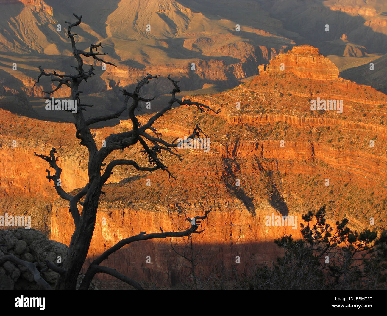Abstraktes Bild des Grand Canyon, mit einem toten Baum in der foreground.giving das Bild einer fragmentierten mitspielte. Stockfoto