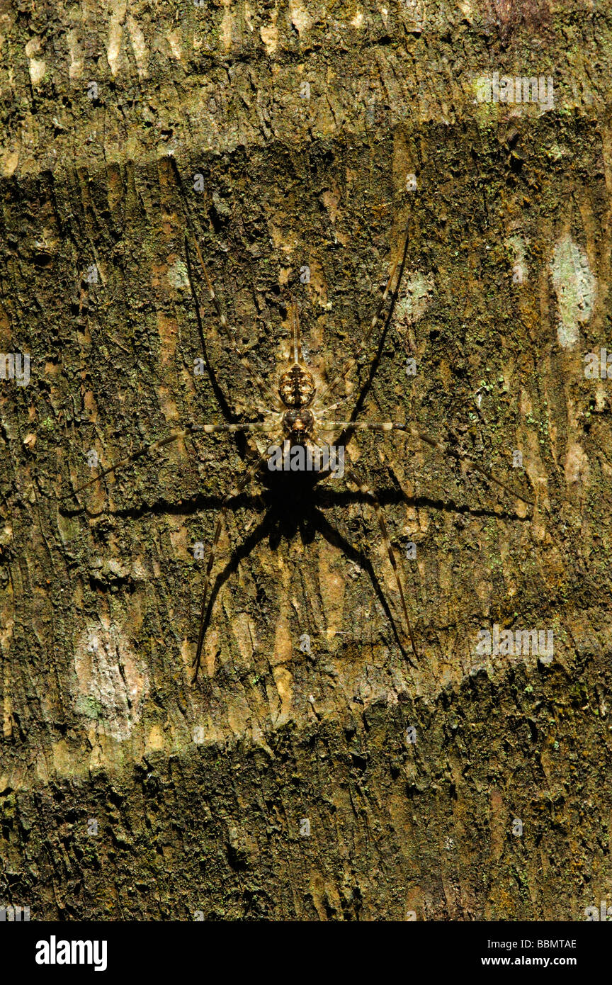 Schatten einer Spinne Stockfoto