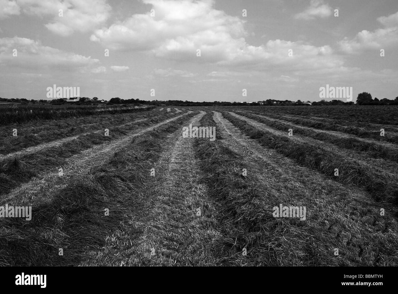 Felder mit Rasen für Heu geschnitten Stockfoto