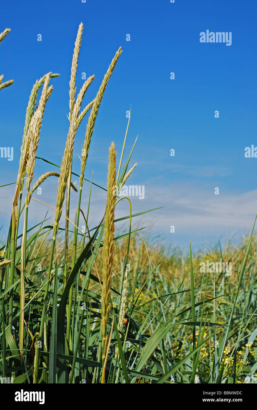 Gräser vor einem strahlend blauen Himmel Stockfoto