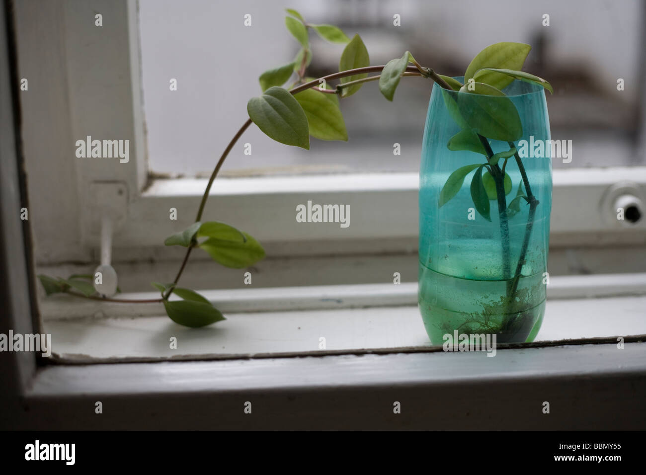 Pflanzen Sie, Clipping sprießen in einem Glas in der Fensterbank Stockfoto