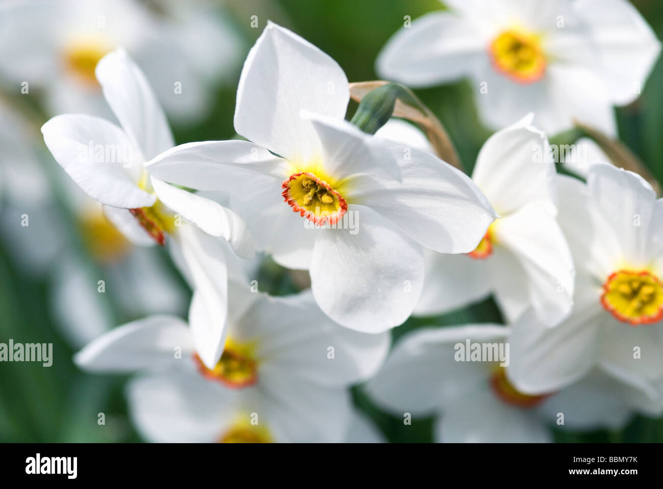 GRUPPE VON WEIßEN NARCISSUS-NARZISSEN Stockfoto