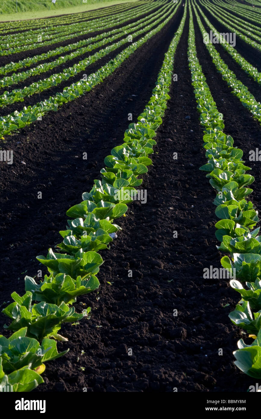 Linien von kleinen Salat Ernten in den Bereichen Tarleton in der Nähe von Southport, Merseyside, UK Stockfoto