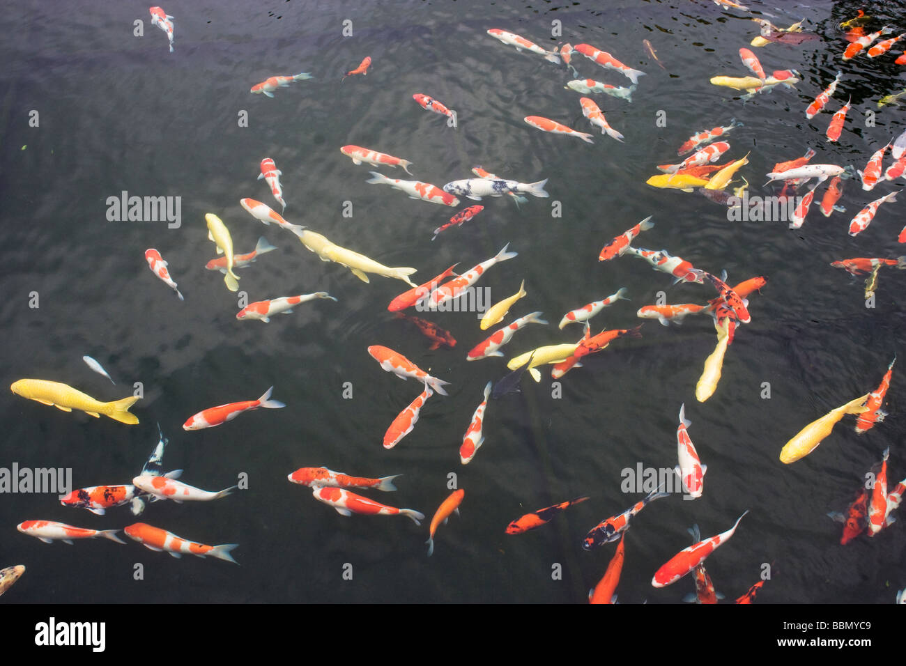 Teich mit farbigen Koi-Karpfen Stockfoto