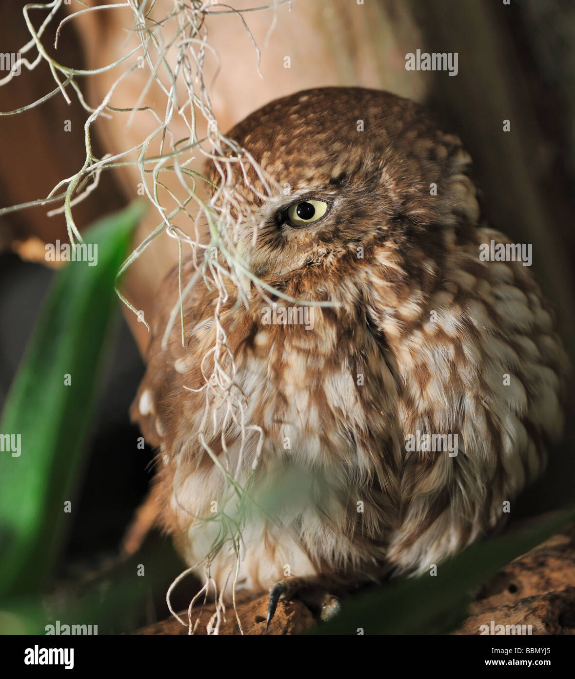 Eule A Nacht Greifvogel mit großer runder Kopf größere Augen und mit dem kurzen gebogenen Schnabel Stockfoto