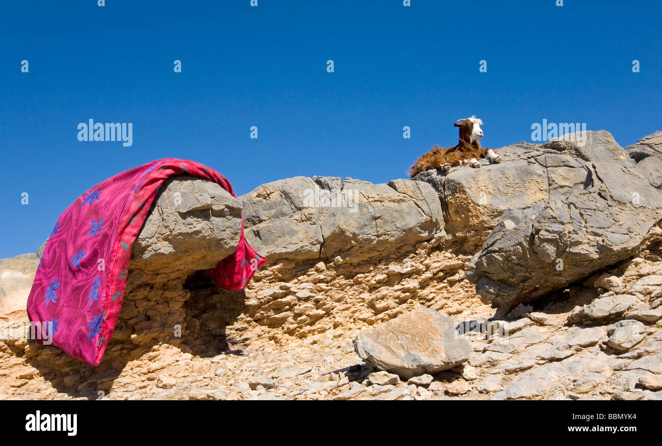 Westlichen Hajar, Al Khitaym, Oman, eine junge Ziege verbindet die Wäsche sonnenüberfluteten Felsen Stockfoto