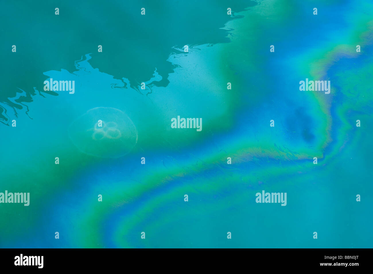 Quallen, Ölpest Mond und auf dem Wasser, bilden eine Regenbogen Farbe Muster. Stockfoto