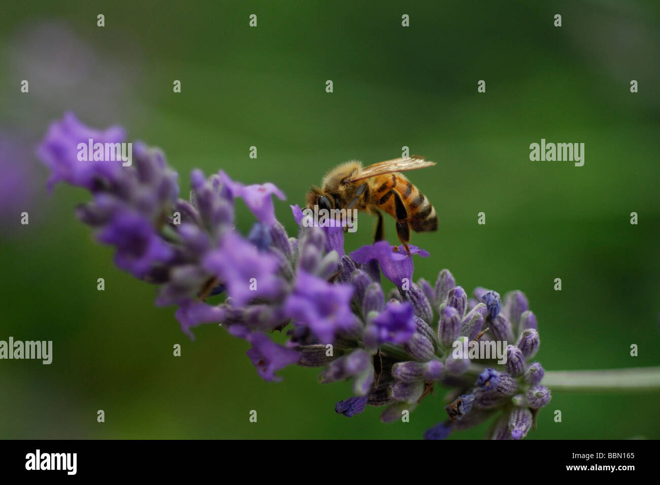 Europäische Honigbiene sammeln Nektar auf Lavendel Blumen Stockfoto