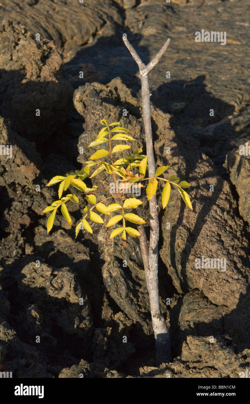 Palo Santo Baum Stockfotos und bilder Kaufen Alamy