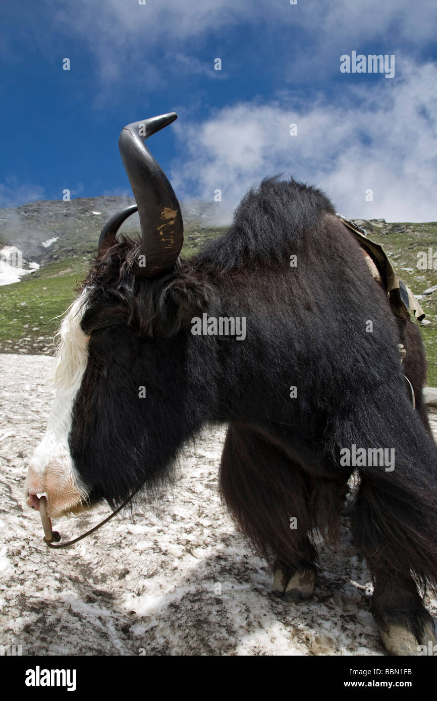 Jak. Rohtang Pass.Manli-Leh-Straße. Himachal Pradesh.India Stockfoto