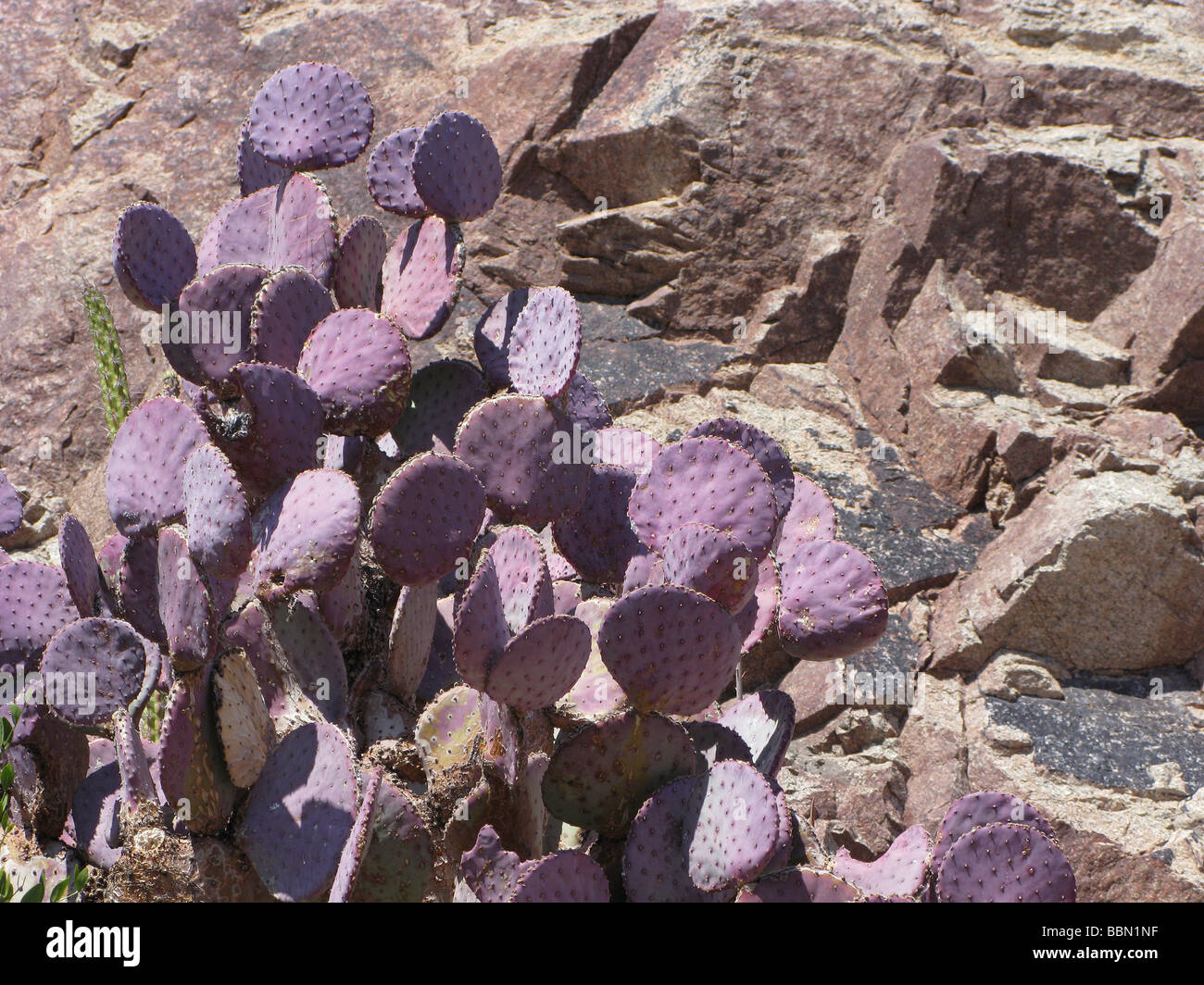 violette Stachelige Birne, Landschaft, sonnigen Frühling. Stockfoto