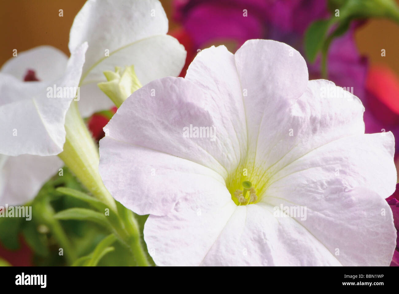 Weißen Petunien Stockfoto