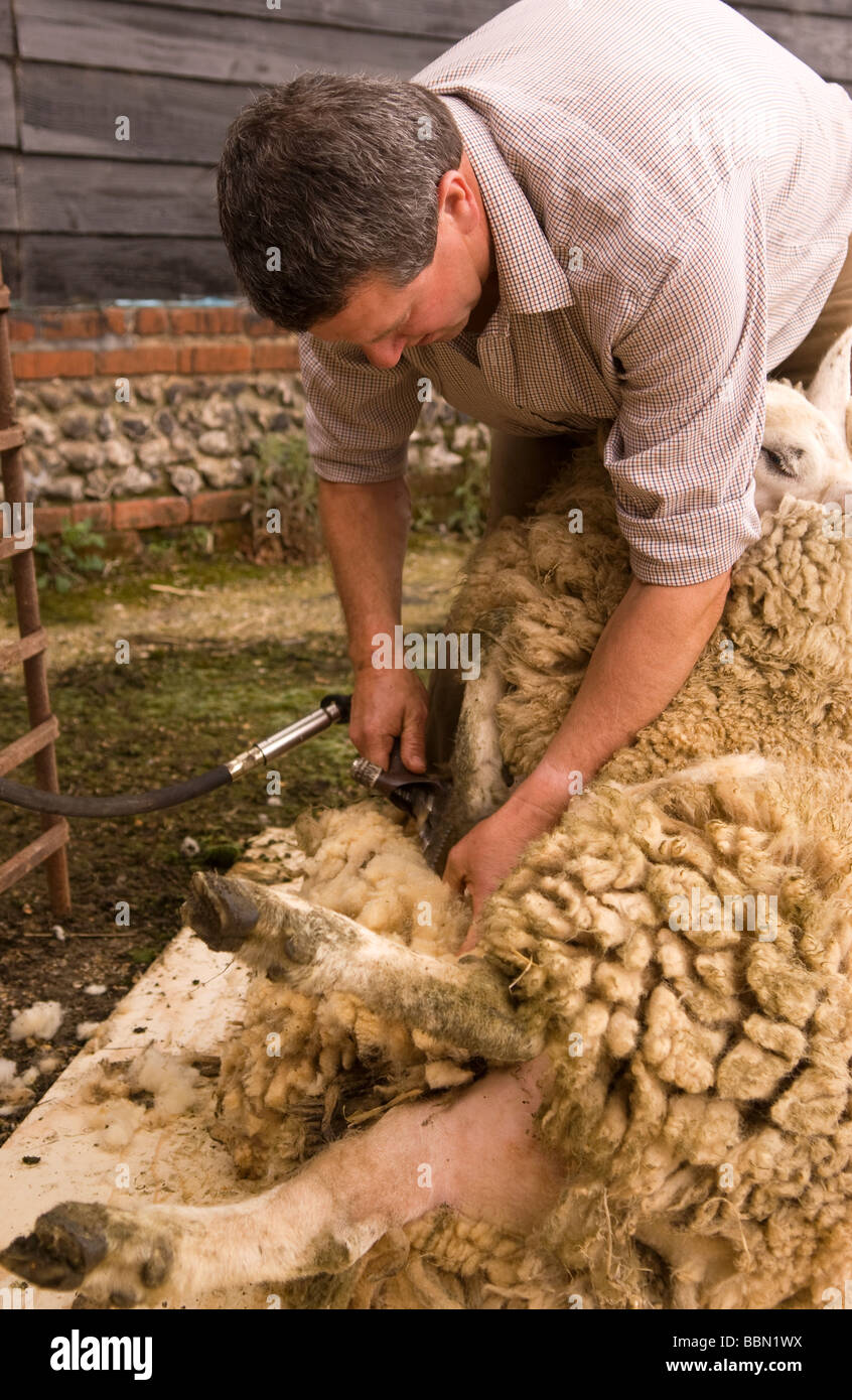 Demonstration der Schafschur auf einem Bauernhof Tag der offenen Tür, Cheriton, Hampshire, UK Stockfoto