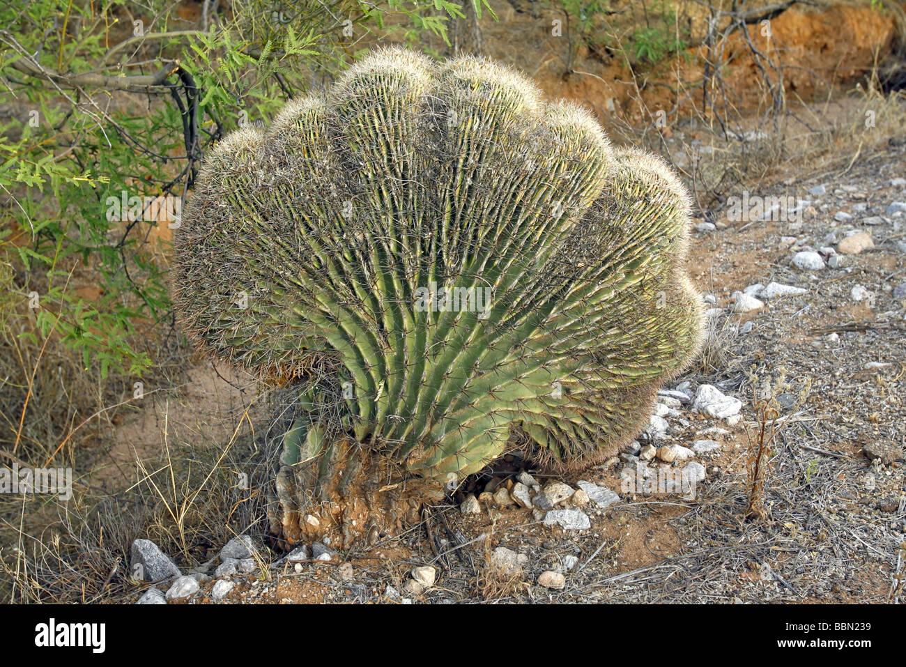 Angelhaken Barrel Kakteen Ferocactus Wislizeni Tucson Arizona USA 3 kann Crested Form Cactaceae Stockfoto