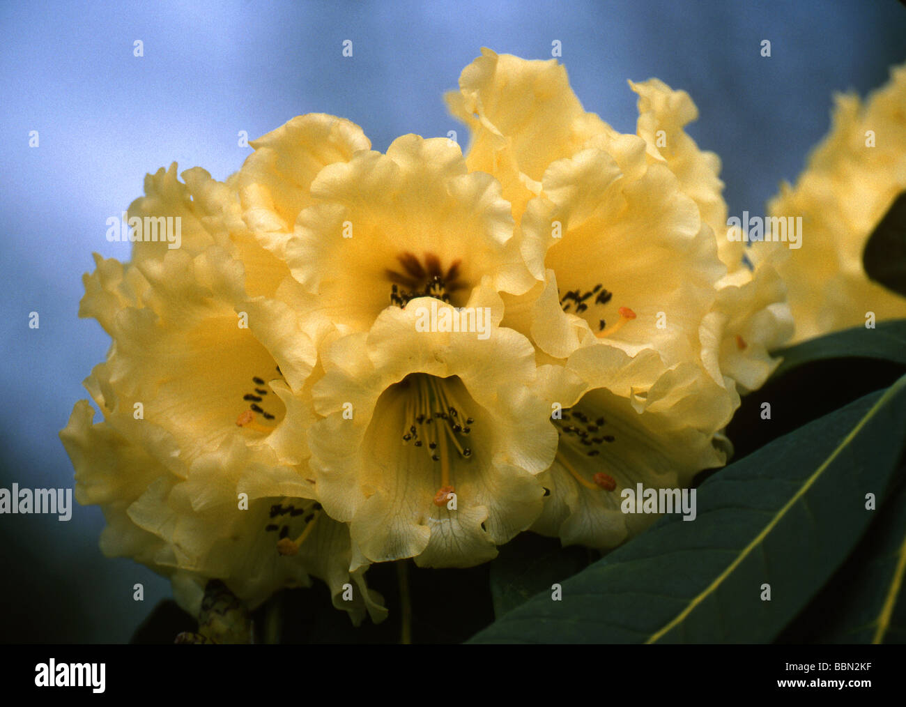 Gelbe Rhododendron, Ericaceae Stockfoto