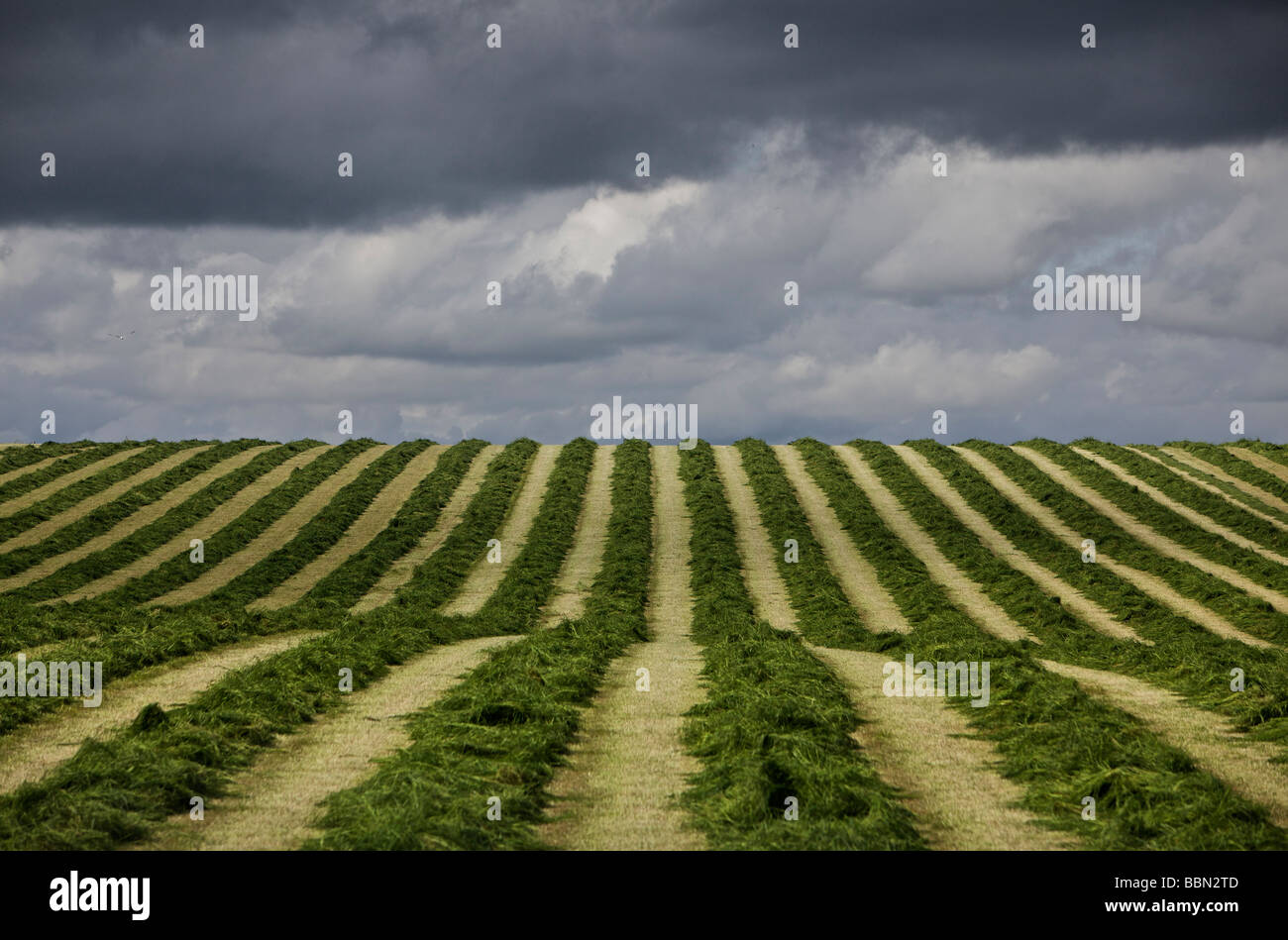 Frisch gemähten Weide Feld mit stürmischen Himmel Stockfoto