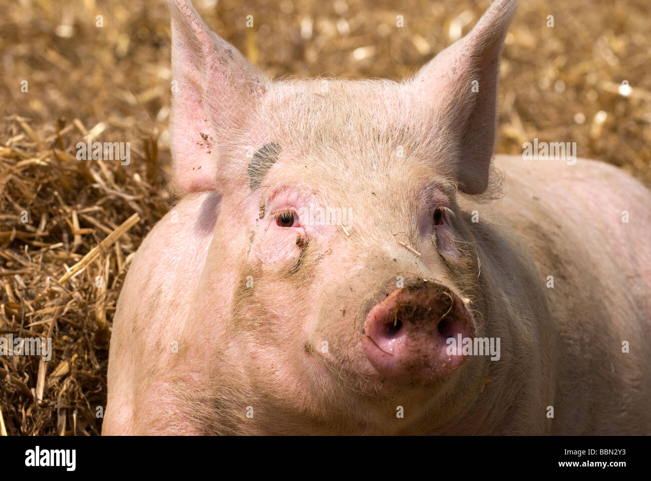 Porträt eines Schweins auf Bauernhof, Cheriton, Hampshire UK Stockfoto
