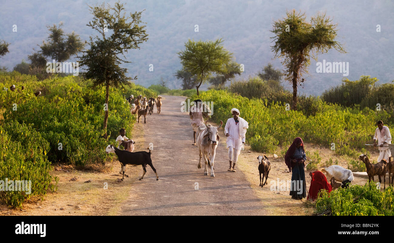 Rajasthan, Indien; Menschen, Kühe und Ziegen in der Landstraße in Aravalli Hills Stockfoto