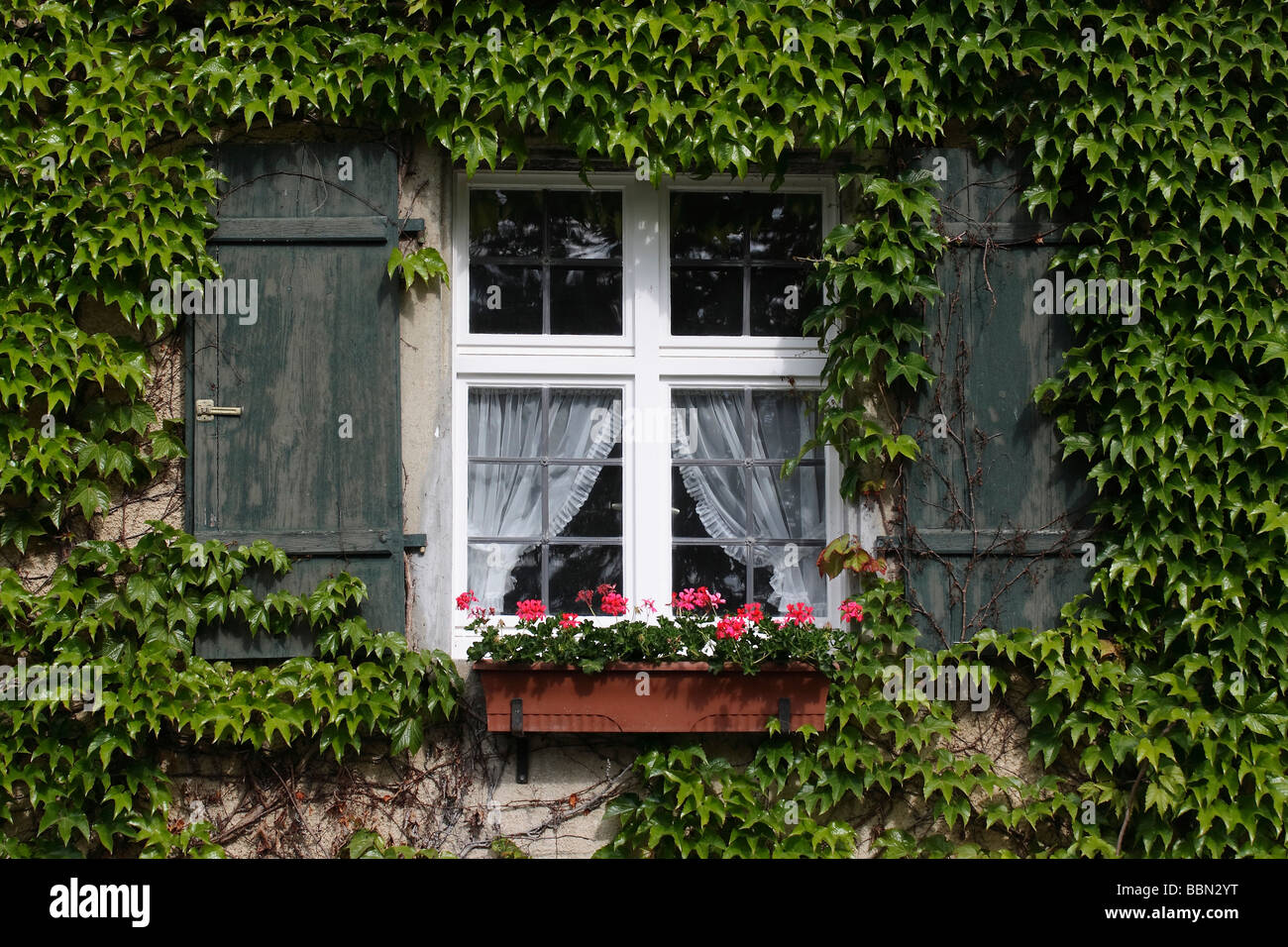 Fenster mit Fensterläden, Jardinière und Ranke Pflanze Stockfoto
