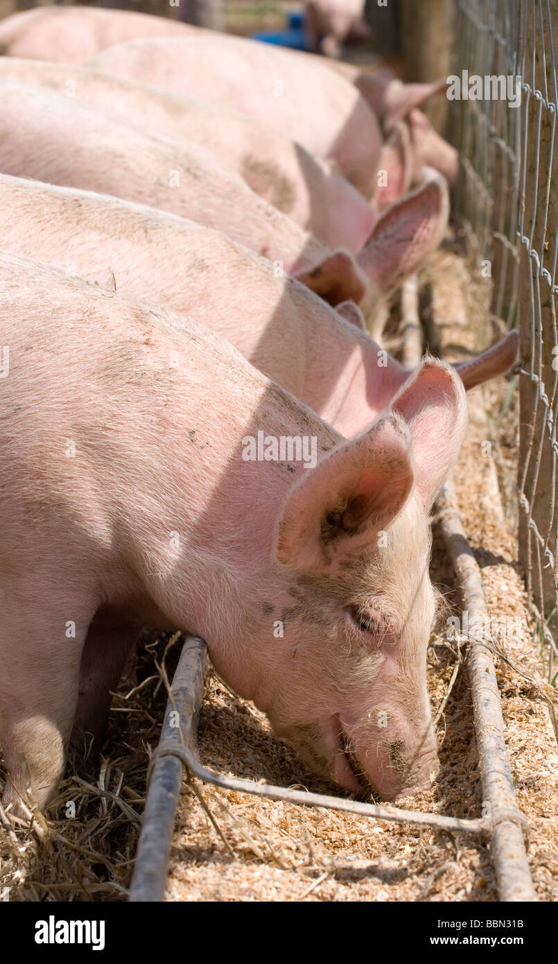 Schweine füttern aus dem Trog, Cheriton, Hampshire, UK. Stockfoto