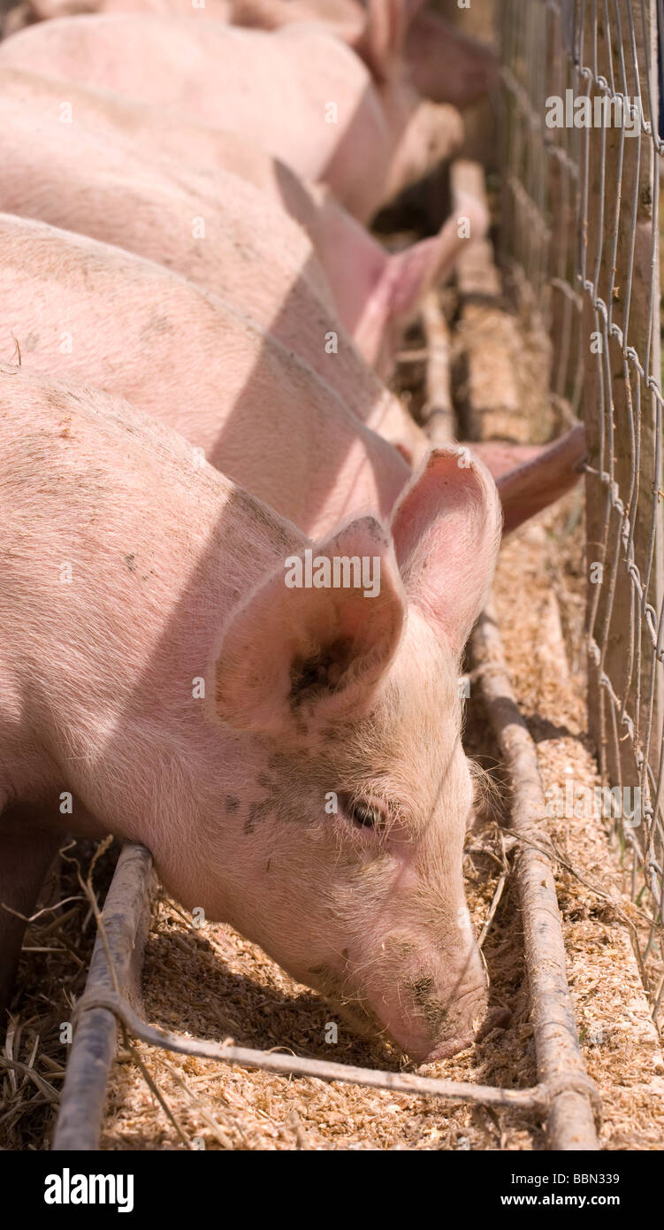 Schweine füttern aus dem Trog auf einem Bauernhof, Cheriton, Hampshire, UK. Stockfoto