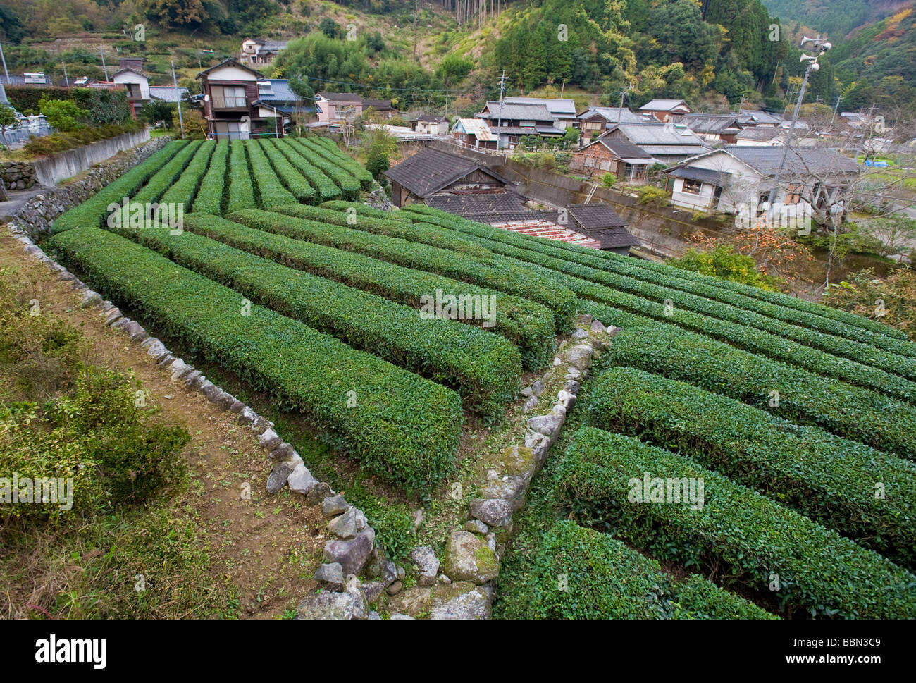 Reihen von Teepflanzen im Feldbereich Honjo Saiki Stadt Oita Prefecture Japan Stockfoto