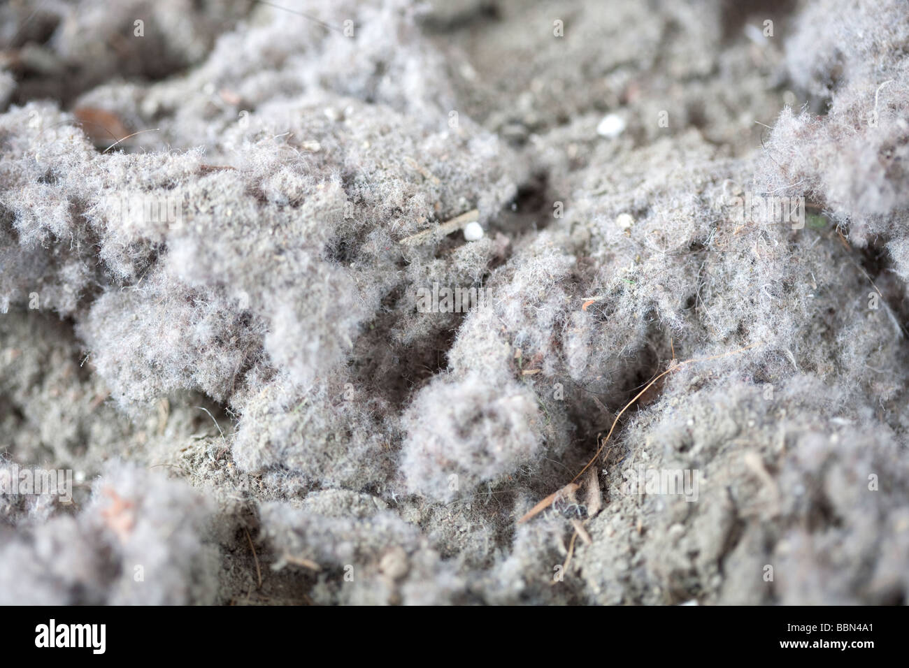 House Dust From Vacuum Cleaner Stockfotos & House Dust From Vacuum