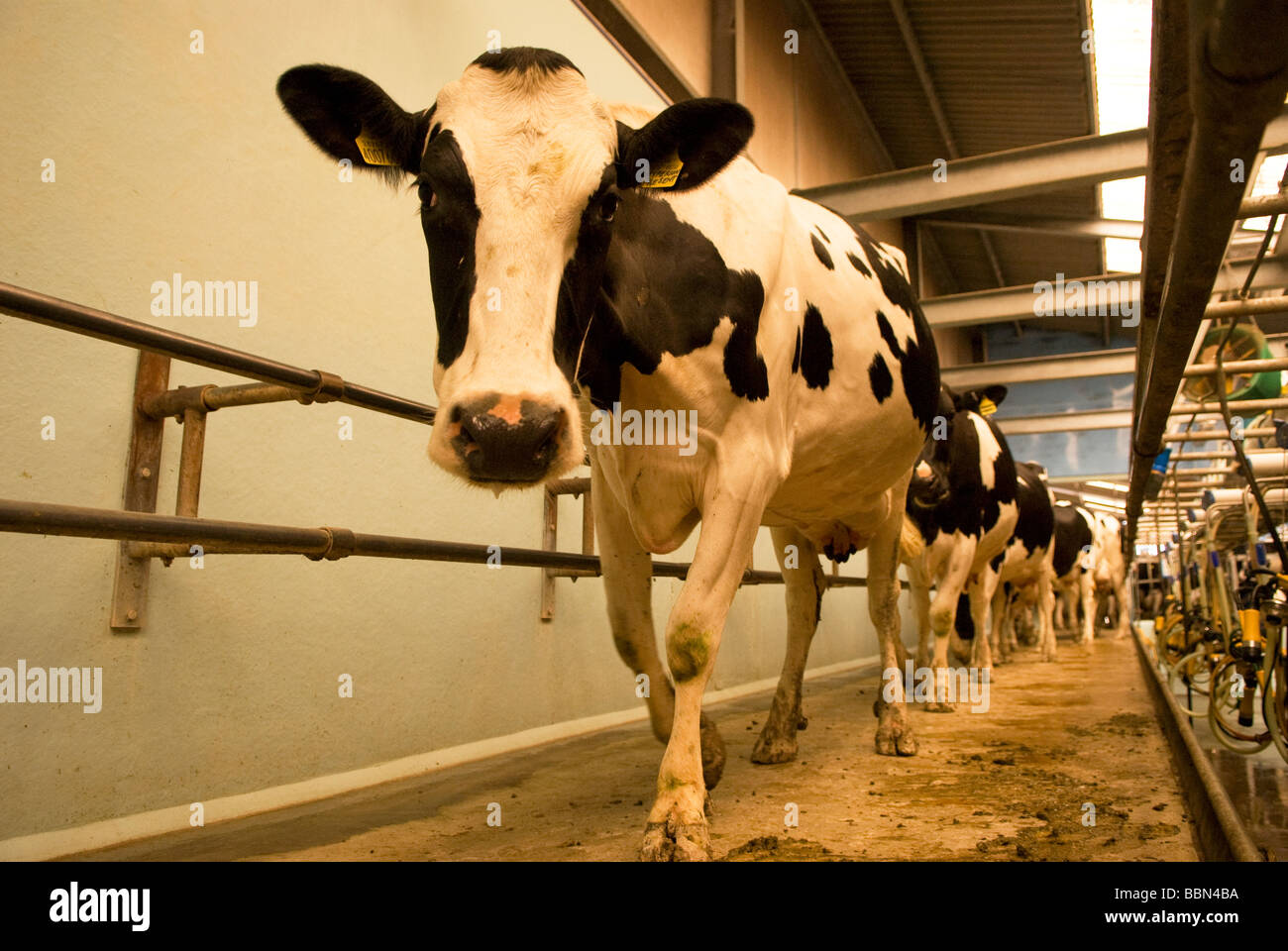 Kühe verlassen Salon nach dem Melken, mittlere Farm, Cheriton, Hampshire, UK. Stockfoto