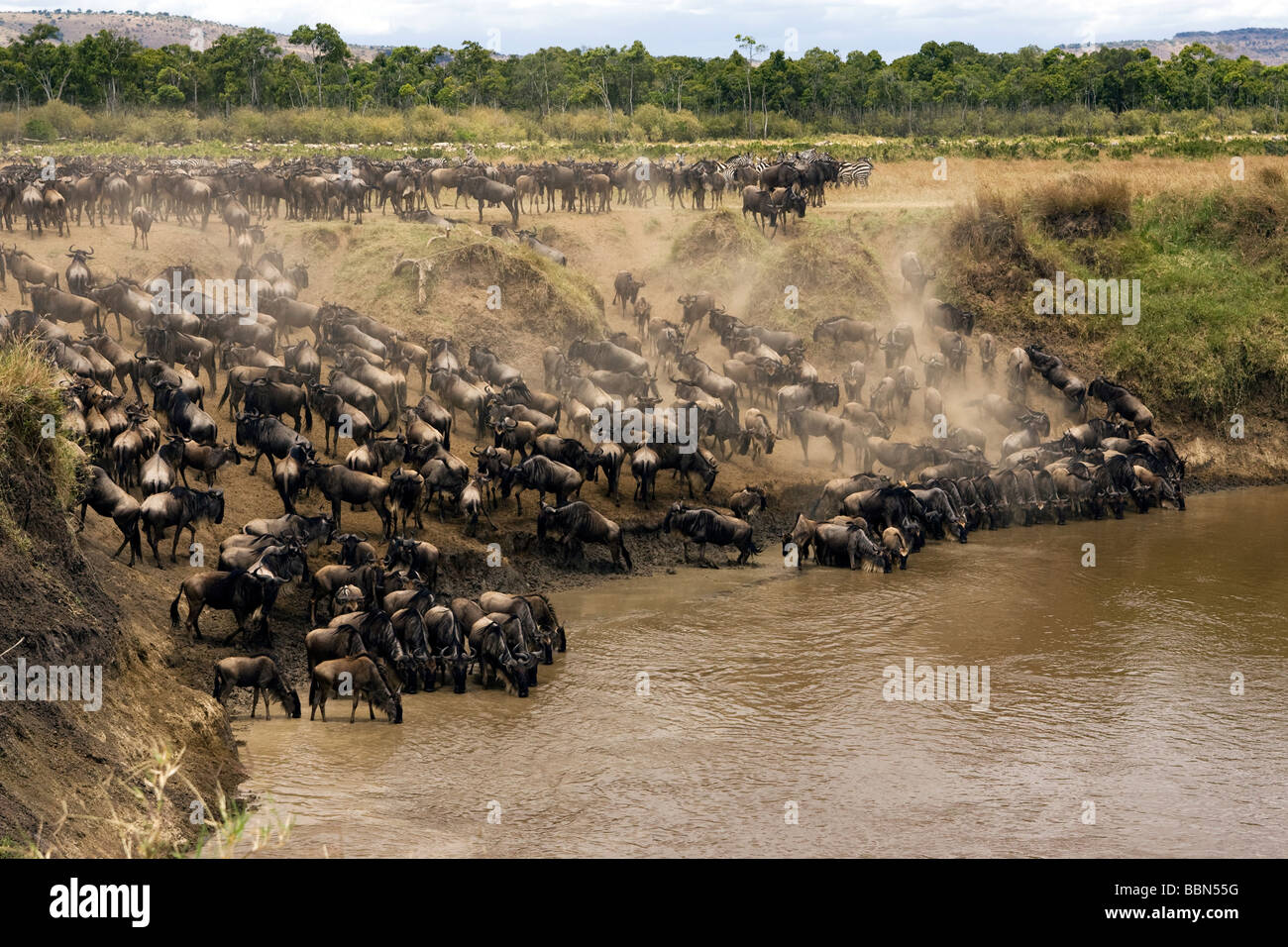 Gnus am Wasserloch - Masai Mara National Reserve, Kenia Stockfoto