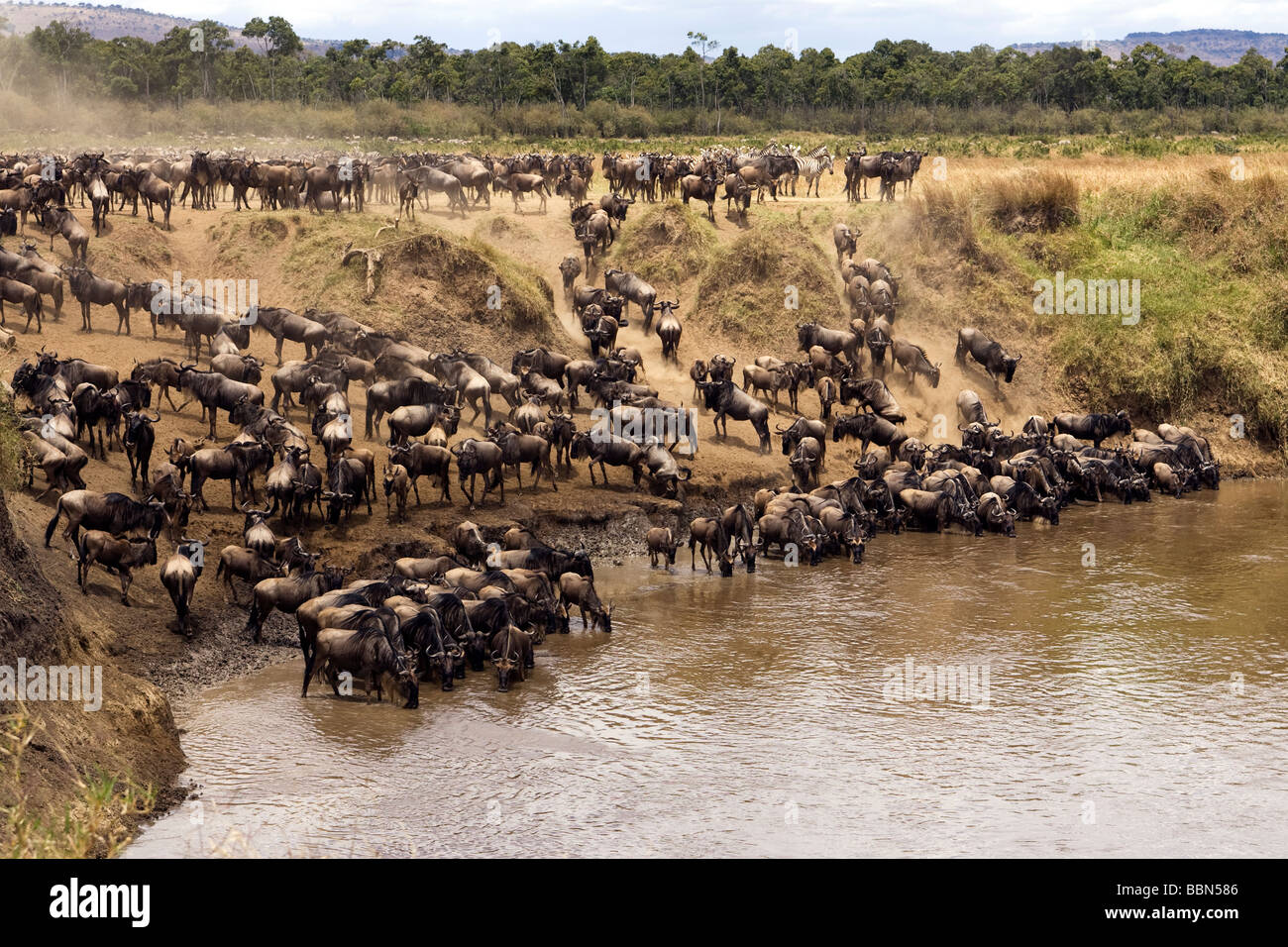 Gnus am Wasserloch - Masai Mara National Reserve, Kenia Stockfoto