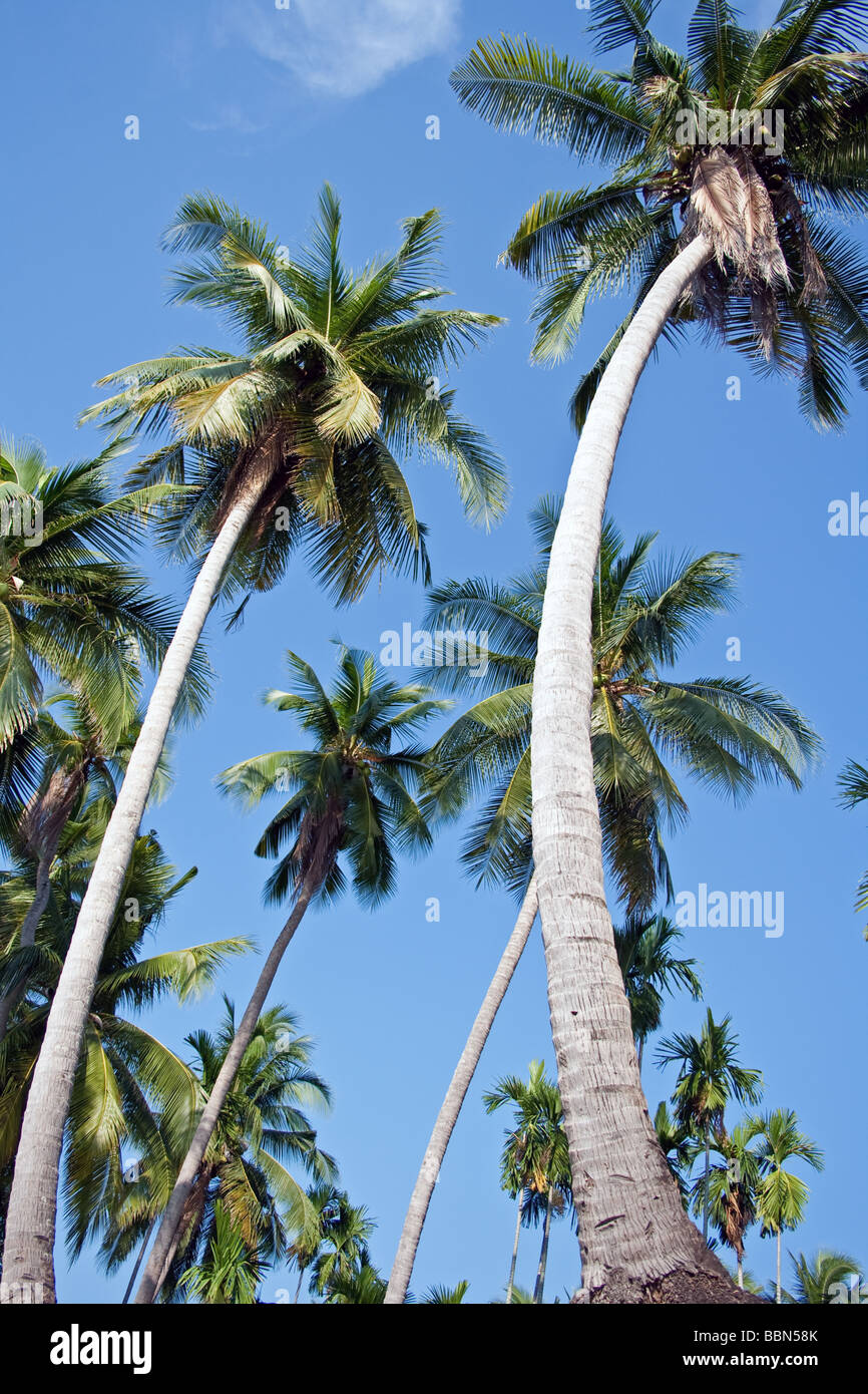 Kokospalmen auf Don Kon Insel, Laos Stockfoto