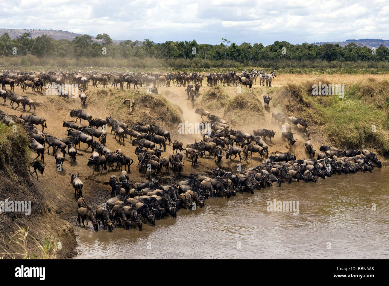 Gnus am Wasserloch - Masai Mara National Reserve, Kenia Stockfoto